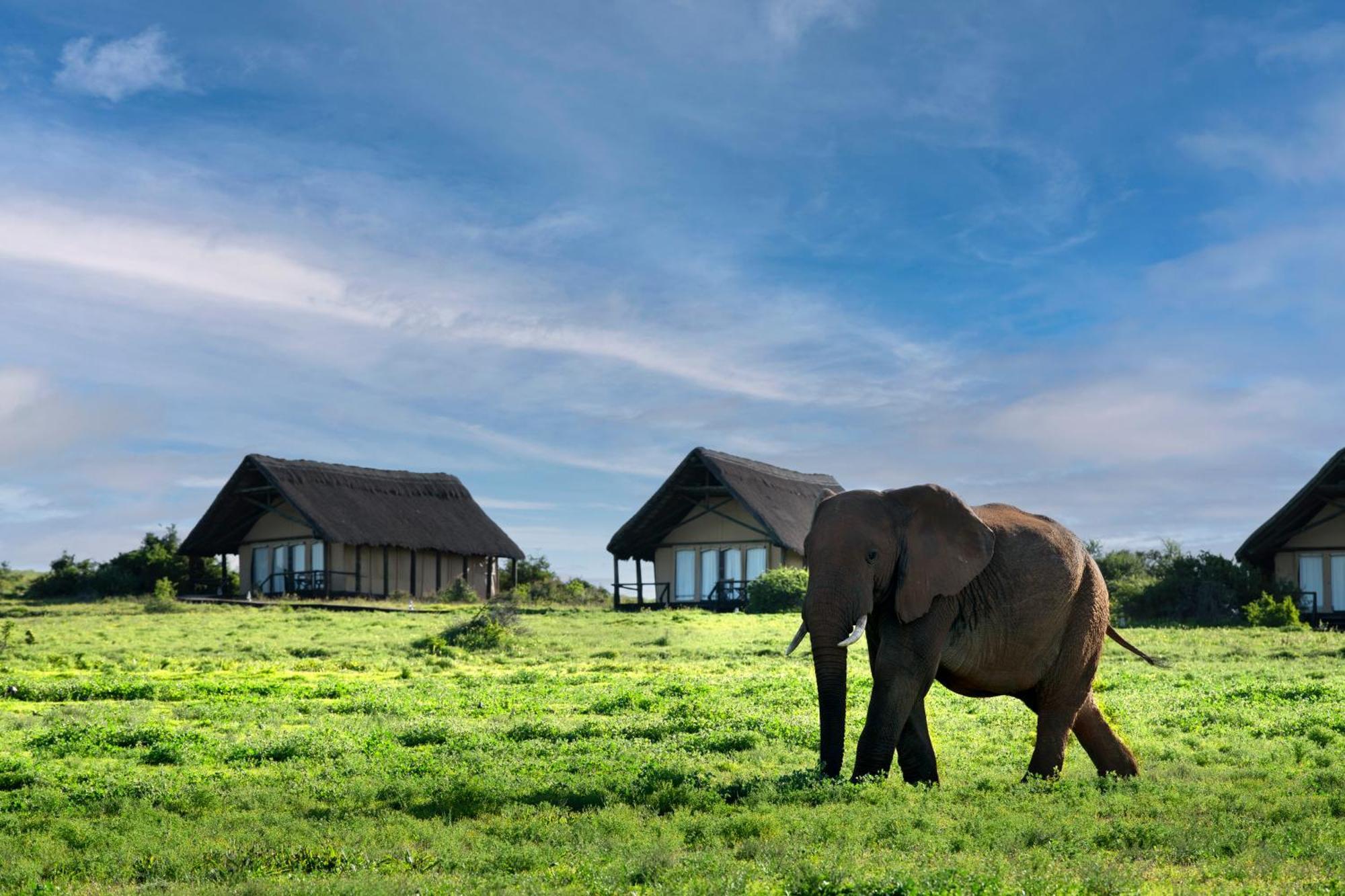 Gorah Elephant Camp Addo Buitenkant foto