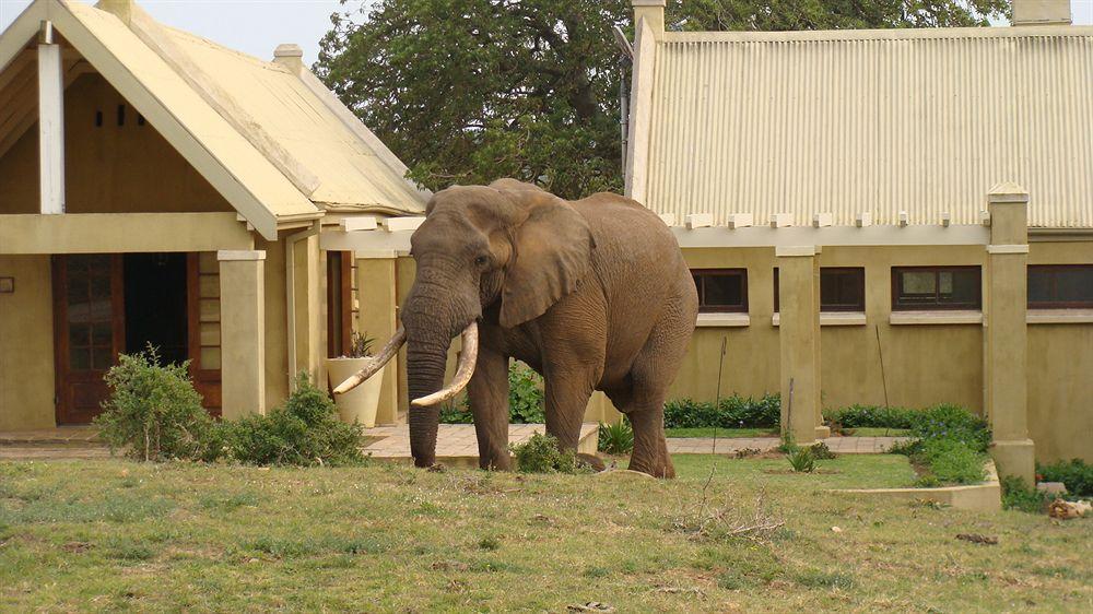 Gorah Elephant Camp Addo Buitenkant foto