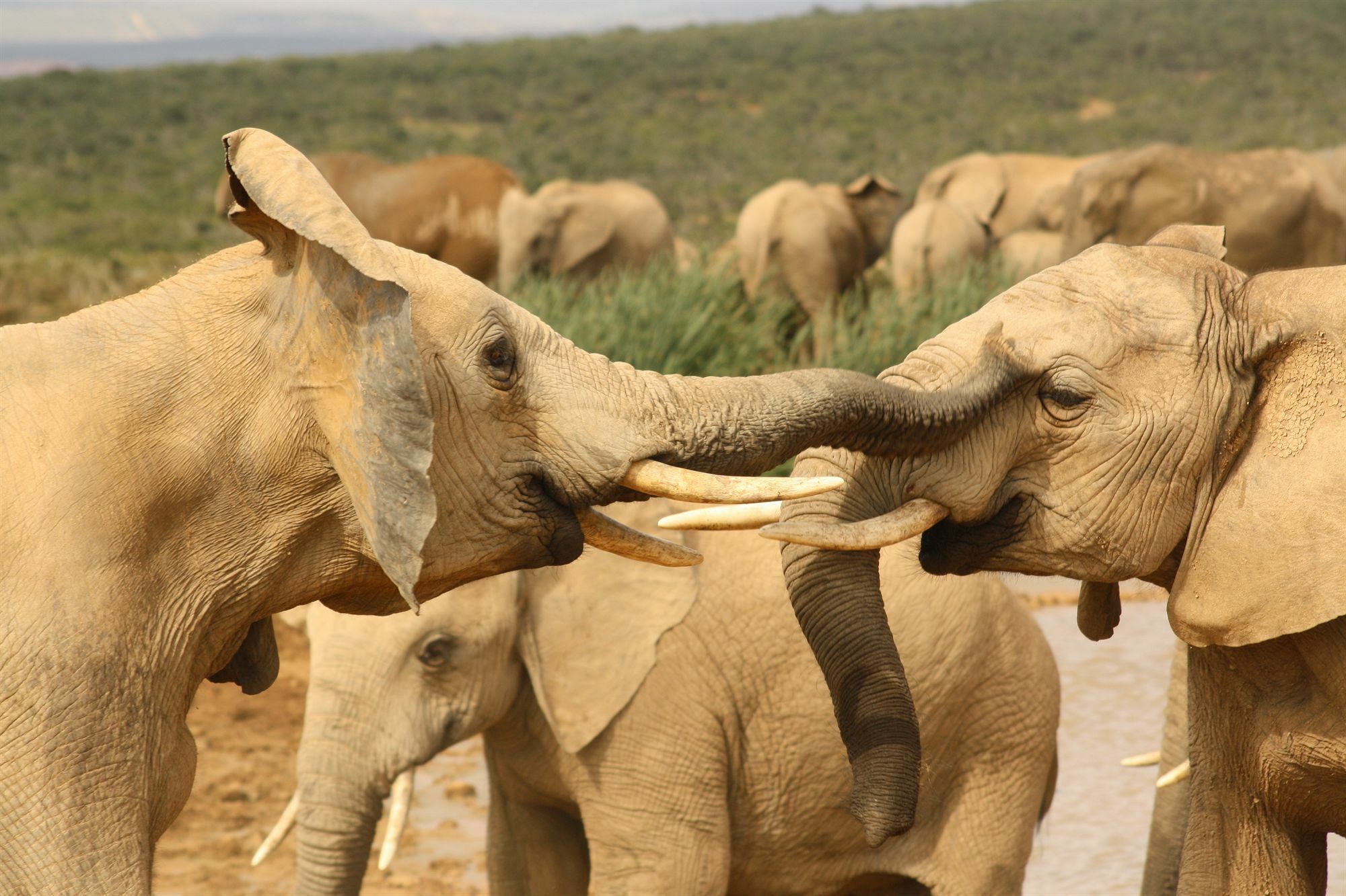 Gorah Elephant Camp Addo Buitenkant foto