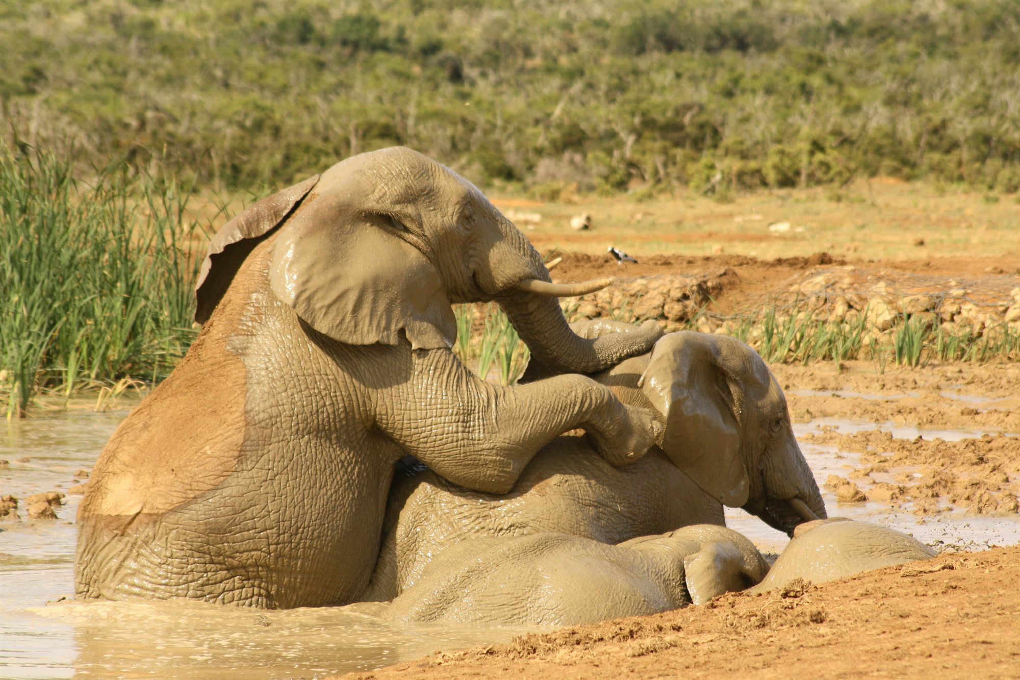 Gorah Elephant Camp Addo Buitenkant foto